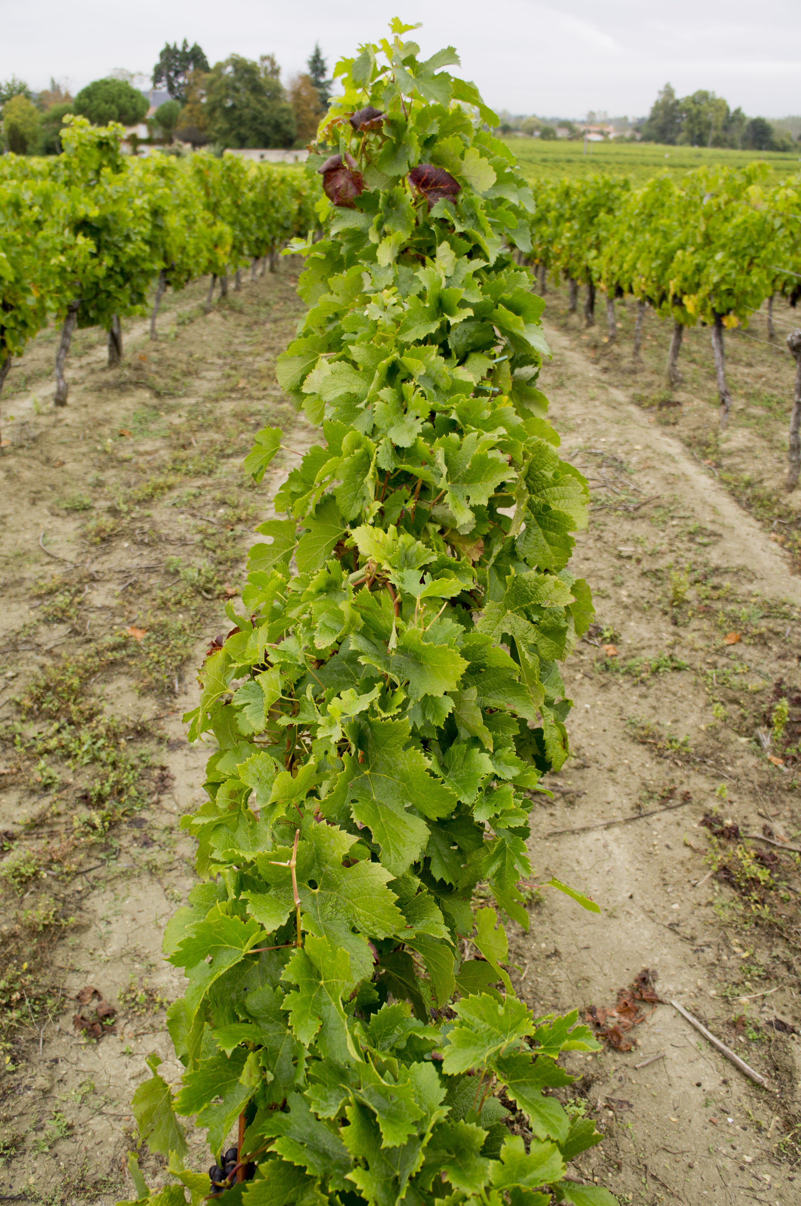 Chateau La Roseraie Degustation Vin Cotes De Blaye Bordeaux Img 13