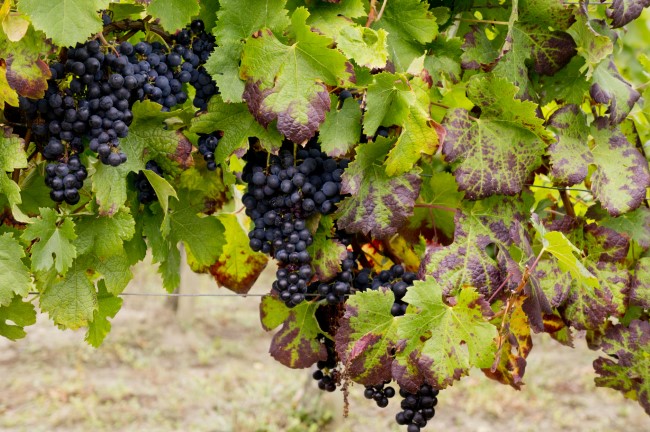 Chateau La Roseraie Degustation Vin Cotes De Blaye Bordeaux Img 14