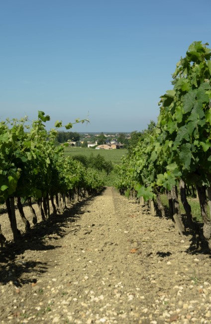 Chateau La Roseraie Degustation Vin Cotes De Blaye Bordeaux Img 28