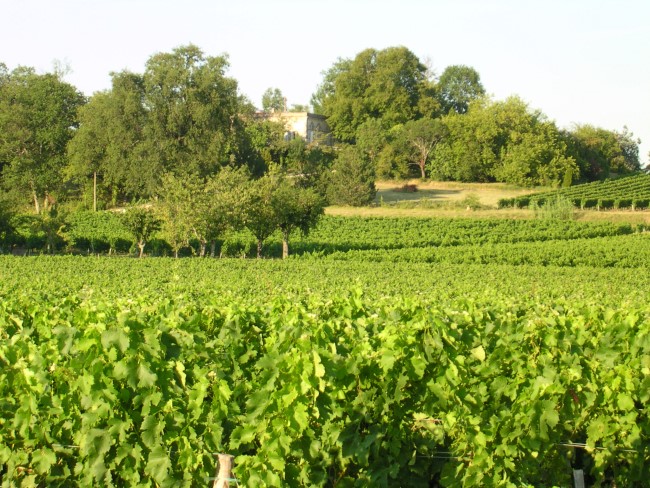 Chateau La Roseraie Degustation Vin Cotes De Blaye Bordeaux Img 31