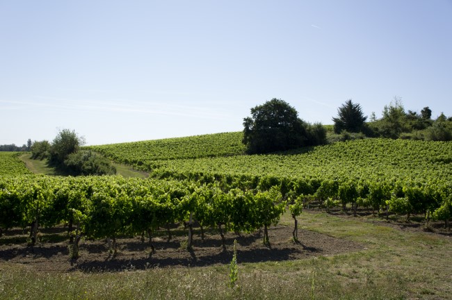 Chateau La Roseraie Degustation Vin Cotes De Blaye Bordeaux Img 35