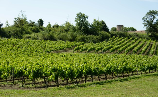 Chateau La Roseraie Degustation Vin Cotes De Blaye Bordeaux Img 36