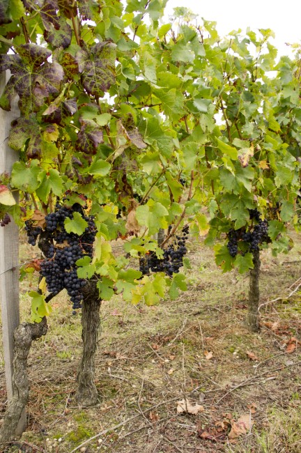 Chateau La Roseraie Degustation Vin Cotes De Blaye Bordeaux Img 4